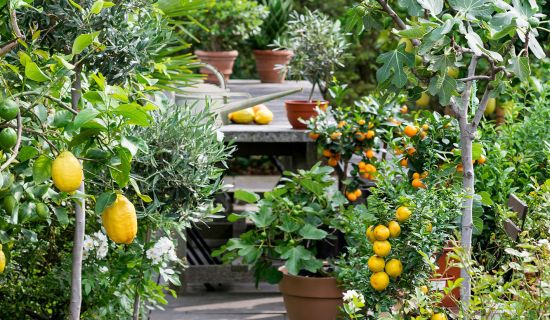 Welcher Obstbaum ist der richtige für meinen Garten?